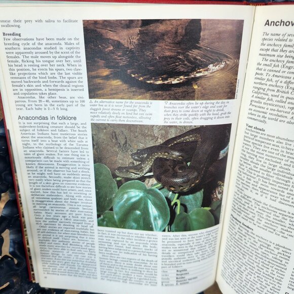 The International Wildlife Encyclopedia Vol. 1 Red Cover 1970s Reference Book - Picture 7 of 11